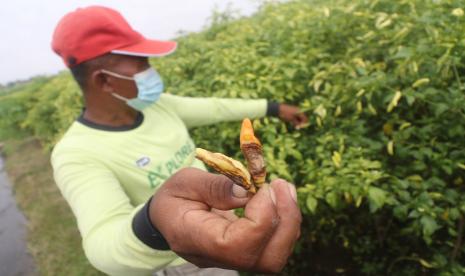 Produksi cabai merah dan keriting di Kabupaten Madiun, Jawa Timur, turun hingga 50 persen akibat cuaca ekstrem. (ilustrasi).