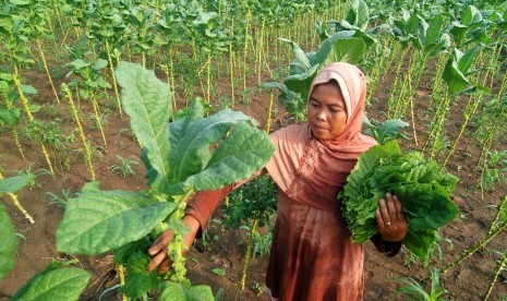 Petani memetik daun tembakau bagian atas yang tersisa.