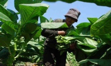  APVI Sayangkan Aturan Soal Pengendalian Produk Tembakau. Foto: Petani memetik daun tembakau saat berlangsungnya musim panen (ilustrasi).