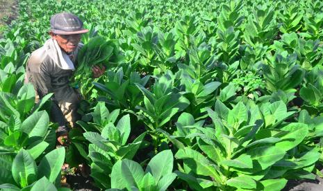 Petani memetik daun tembakau saat panen, (lustrasi),