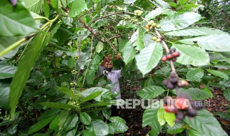 Tanaman kopi. Kalangan petani kopi di Kabupaten Rejang Lebong, Bengkulu, mulai menggunakan teknik penyambungan pucuk. Teknik ini dinilai lebih menguntungkan karena mampu menghasilkan kopi lebih banyak (ilustrasi).