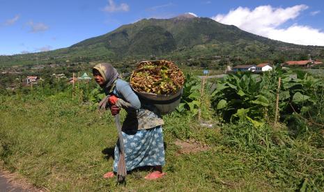 Petani memikul hasil panen daun tembakau di lahan pertanian Genting, Cepogo, Boyolali, Jawa Tengah.  Pemerintah tengah menyusun peta jalan atau roadmap Industri Hasil Tembakau (IHT) nasional dengan payung hukum berupa Peraturan Presiden (Perpres) yang dikoordinatori Kementerian Kordinator Bidang Perekonomian. 