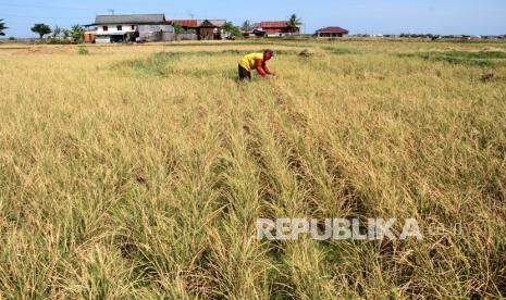 Petani memilah bulir padi yang masih bisa dipanen di area persawahan Pajukukang, Kabupaten Maros, Sulawesi Selatan