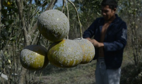 Petani memilah tanaman jeruk yang rusak akibat terpapar abu vulkanis Gunung Agung di Desa Suter, Bangli, Bali, Senin (2/7).