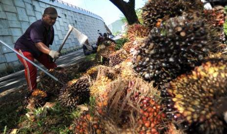 Petani memindahkan buah kelapa sawit yang baru dipanen, di Padangpariaman, Sumatera Barat, Senin (16/7).