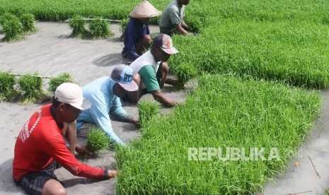  Petani memisahkan bibit padi untuk ditanam di lahan sawah (ilustrasi)