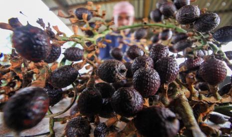 Petani memisahkan buah jernang yang dipanen di perkebunan Jabal Antara, Aceh Utara, Aceh, Rabu (10/3/2021). Harga buah jernang di tingkat petani sejak satu pekan terakhir naik dari Rp180.000 menjadi Rp240.000 per kilogram menyusul tingginya permintaan pasar.