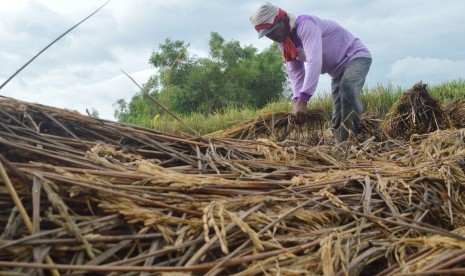 Petani memotong padi yang roboh terserang hama wereng.