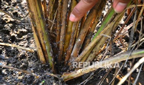 Bolehkah Membunuh Hama dengan Membakarnya? Petani memperlihatkan hama wereng (Fulgoromorpha) yang menyerang tanaman padi.