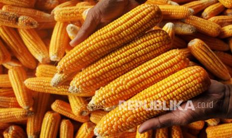 Petani memperlihatkan hasil panen jagung di Desa Pattopakang, Kabupaten Takalar, Sulawesi Selatan, Sabtu (12/2/2022). Berdasarkan data BPS, pemerintah hanya mengimpor jagung untuk kebutuhan industri. Ilustrasi.