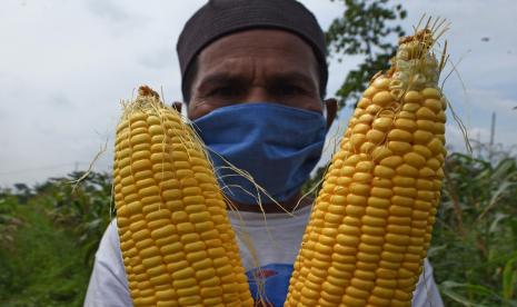 Harga Jagung Mahal Ini Penjelasan Petani Republika Online