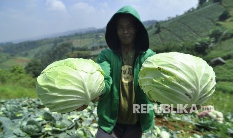 Petani Sayur / Ilustrasi