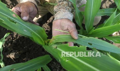 Petani memperlihatkan tanaman jagung yang terserang ulat di area persawahan Desa Gogorante, Kediri, Jawa Timur, Jumat (17/9/2021). Ulat grayak menyerang tanaman jagung secara merata di sedikitnya tiga kecamatan yakni Kecamatan Papar, Purwoasri, dan Ngasem sehingga produktivitas jagung terancam menurun. 