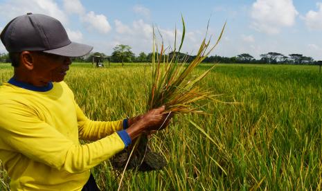 Petani memperlihatkan tanaman padinya yang rusak akibat serangan hama wereng (ilustrasi)