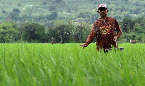 Petani memupuk sawah, ilustrasi. Gubernur Bali, Wayan Coster menargetkan seluruh pertanian di wilayahnya mampu menggunakan sistem pertanian organik yang ramah terhadap lingkungan. 