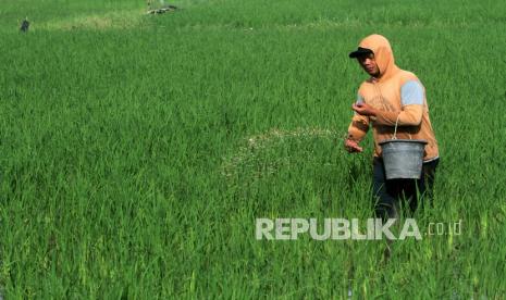 Petani memupuk sawahnya di area persawahan, (ilustrasi). Kementan memastikan stok pupuk di Pantura Jabar aman,