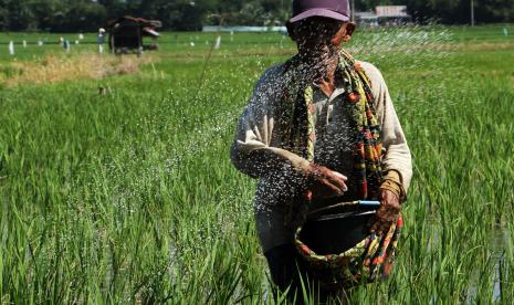 Petani memupuk tanaman padi di area persawahan Somba Opu, Kabupaten Gowa, Sulawesi Selatan. Pemerintah mengubah kebijakan pupuk bersubsidi dari semula lima jenis menjadi hanya dua jenis pupuk yang disubsidi, yakni Urea dan NPK. Kementerian Pertanian (Kementan) meyakini, perubahan kebijakan itu tak akan menyebabkan kenaikan harga pangan, terutama komoditas pokok.