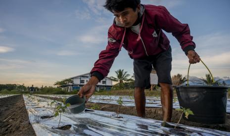 Petani memupuk tanaman tomat yang baru ditanam di Desa Lolu, Sigi, Sulawesi Tengah, Rabu (27/10/2021). Sejumlah petani di wilayah itu mengeluhkan sulitnya mendapatkan pupuk bersubsidi terutama jenis urea meskipun sudah bergabung dalam kelompok tani dan terpaksa membeli pupuk non subsidi yang harganya jauh lebih tinggi. 