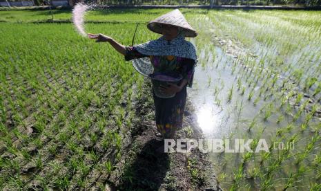 Petani menabur pupuk bersubsidi di area persawahan Indrapuri, Aceh Besar, Aceh, Sabtu (22/1/2022). Dinas Pertanian dan Pangan Kabupaten Aceh Utara menyatakan realisasi penyaluran pupuk urea bersubsidi di kabupaten itu pada semester pertama 2022 mencapai 4.760 ton. 