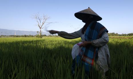 Petani menabur pupuk bersubsidi, (ilustrasi).  Kementerian Pertanian (Kementan) mengungkapkan penyebab maraknya isu kelangkaan pupuk bersubsidi yang selalu disuarakan petani adalah tidak sinkronnya alokasi anggaran dengan kebutuhan.