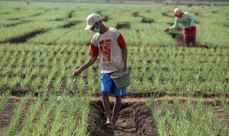 Petani menabur pupuk di area pertanian bawang merah di Kretek, Bantul, DI Yogyakarta, Senin (23/7).