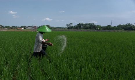 Pupuk Indonesia Grup selaku perusahaan bidang nutrisi tanaman dan solusi pertanian menghadirkan inovasi berupa Program D'Komposer yang merupakan pendampingan petani dalam penggunaan bahan organik tanah untuk memperbaiki kualitas unsur hara tanah, (ilustrasi).