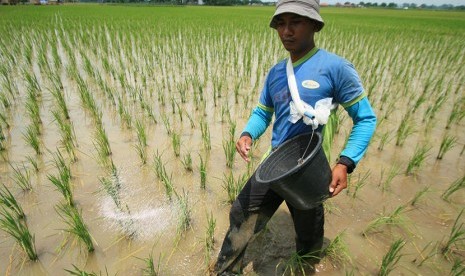 Petani menabur pupuk urea (ilustrasi)