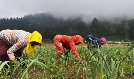 Petani menanam bawang putih