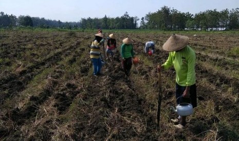 Petani menanam benih jagung