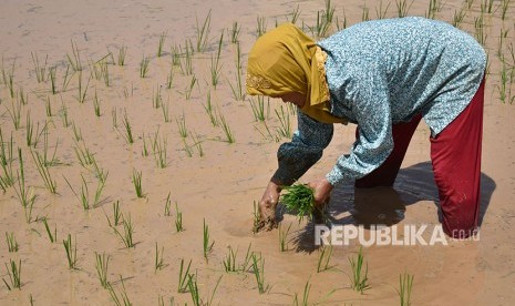 Petani menanam benih padi salah satu persawahan. ilustrasi