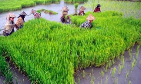 Petani menanam bibit di sawah. (Ilustrasi)