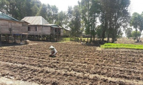 Petani menanam cabai di Ogan Komering Ilir Sumatra Selatan