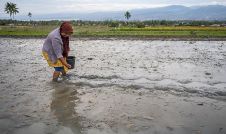 Petani menanam dengan cara menaburkan langsung bulir padi ke permukaan lahan sawah tanpa penyemaian di Desa Porame, Sigi, Sulawesi Tengah, Sabtu (4/12). Badan Perencanaan dan Pembangunan Nasional (Bappenas/PPN) meminta setiap desa agar bisa memiliki data statistik lewat pendampingan Badan Pusat Statistik (BPS).