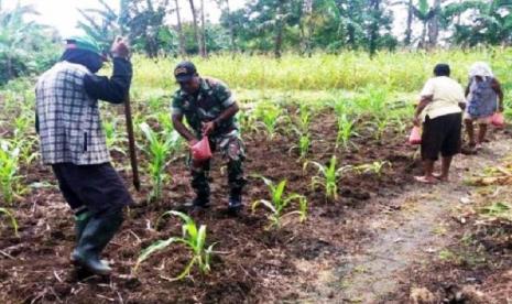 Petani menanam jagung di Kabupaten Keerom Papua. Warga di tujuh kampung Distrik Mannem, Kabupaten Keerom, Papua mengharapkan lumbung pangan atau food estate dapat meningkatkan ekonomi masyarakat di daerah itu.