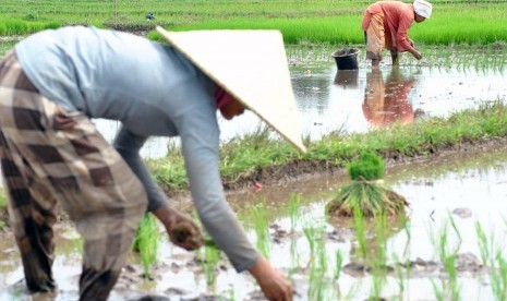 Petani menanam padi.