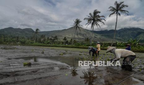 Petani menanam padi dengan latar belakang Gunung Guntur di Desa Rancabango, Kabupaten Garut, Jawa Barat, Kamis (5/3/2020).  Ini Penjelasan BPBD Garut Soal Suara Gemuruh di Gunung Guntur