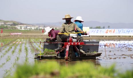 Petani menanam padi dengan menggunakan rice seed transplanter di Chongsan Cooperative Farm di Distrik Kangso, Nampho, Korea Utara, Senin, 9 Mei 2022.