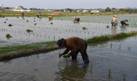 Petani menanam padi di atas lahan milik Pemprov DKI Jakarta di Jalan Rorotan, Cilincing, Jakarta Utara, Senin (28/9/2020). Petani di kawasan tersebut menggantungkan mata pencahariannya dengan menggarap lahan milik Pemprov DKI Jakarta sebagai dampak dari mahalnya harga tanah serta penyusutan lahan pertanian akibat pembangunan yang masif di Ibu Kota.