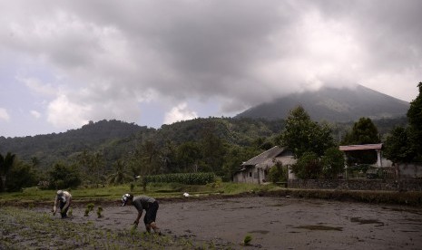 Petani menanam padi di desa Kayawu dengan latar Gunung Lokon, Tomohon, Sulawesi Utara, Kamis (10/3).