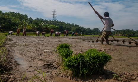 Petani menanam padi di Kampung Cibungur, Lebak, Banten, Jumat (3/7/2020). Dinas Pertanian dan Perkebunan Kabupaten Lebak optimistis target produksi gabah sebanyak 600 ribu ton pada tahun 2020 terealisasi karena gerakan percepatan tanam terus dioptimalkan untuk mewujudkan ketahanan pangan di tengah pandemi COVID-19.