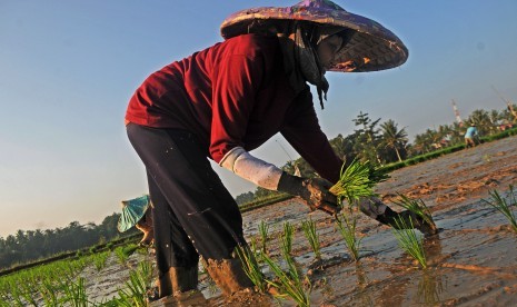 Petani menanam padi di Kampung Ciseke, Lebak, Banten.