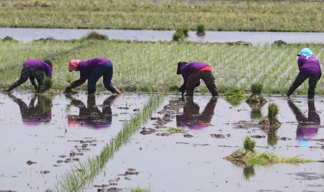 Petani menanam padi di kawasan pertanian padi sepanjang tahun Desa Jongbiru, Kediri, Jawa Timur, Rabu (13/10/2021). Pemerintah mendorong petani melakukan pola tanam padi empat kali dalam setahun guna meningkatkan produksi dan terjaminnya ketersediaan beras dalam negeri.