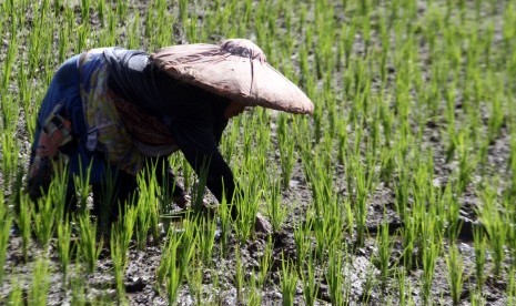 Petani menanam padi di lahan pertanian di Bogor, Jawa Barat, Jumat (4/1/2019).