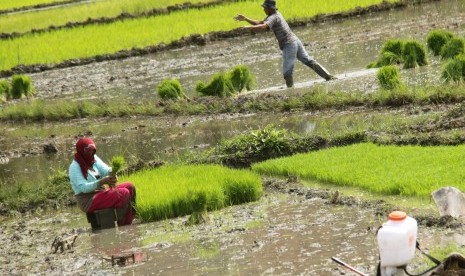 Petani menanam padi di lahan sawah tadah hujan 