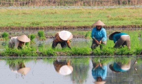 Petani menanam padi di sawah (ilustrasi).