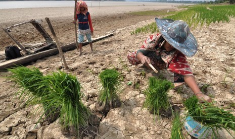 Petani menanam padi di tepian Sungai Batanghari yang surut akibat kemarau di Teluk Kenali, Telanaipura, Jambi, Selasa (7/7).