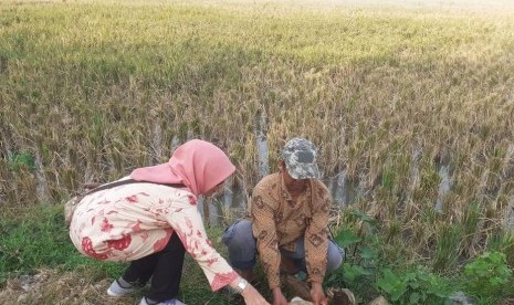 Petani menanam padi gogo