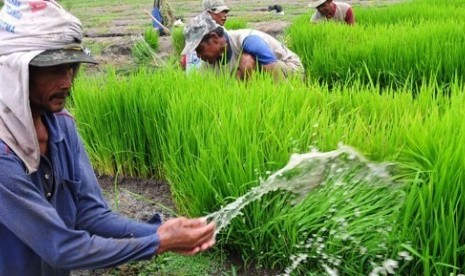 Petani menanam padi Inpari Sidenuk