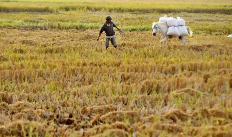 Petani menarik kudanya yang mengangkut padi hasil panen di Persawahan Pattalasang, Sunggumina, Gowa, Sulawesi Selatan, Kamis (11/8).