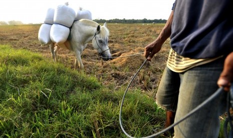 Petani menarik kudanya yang mengangkut padi hasil panen di Persawahan Pattalasang, Sunggumina, Gowa, Sulawesi Selatan, Kamis (11/8). 